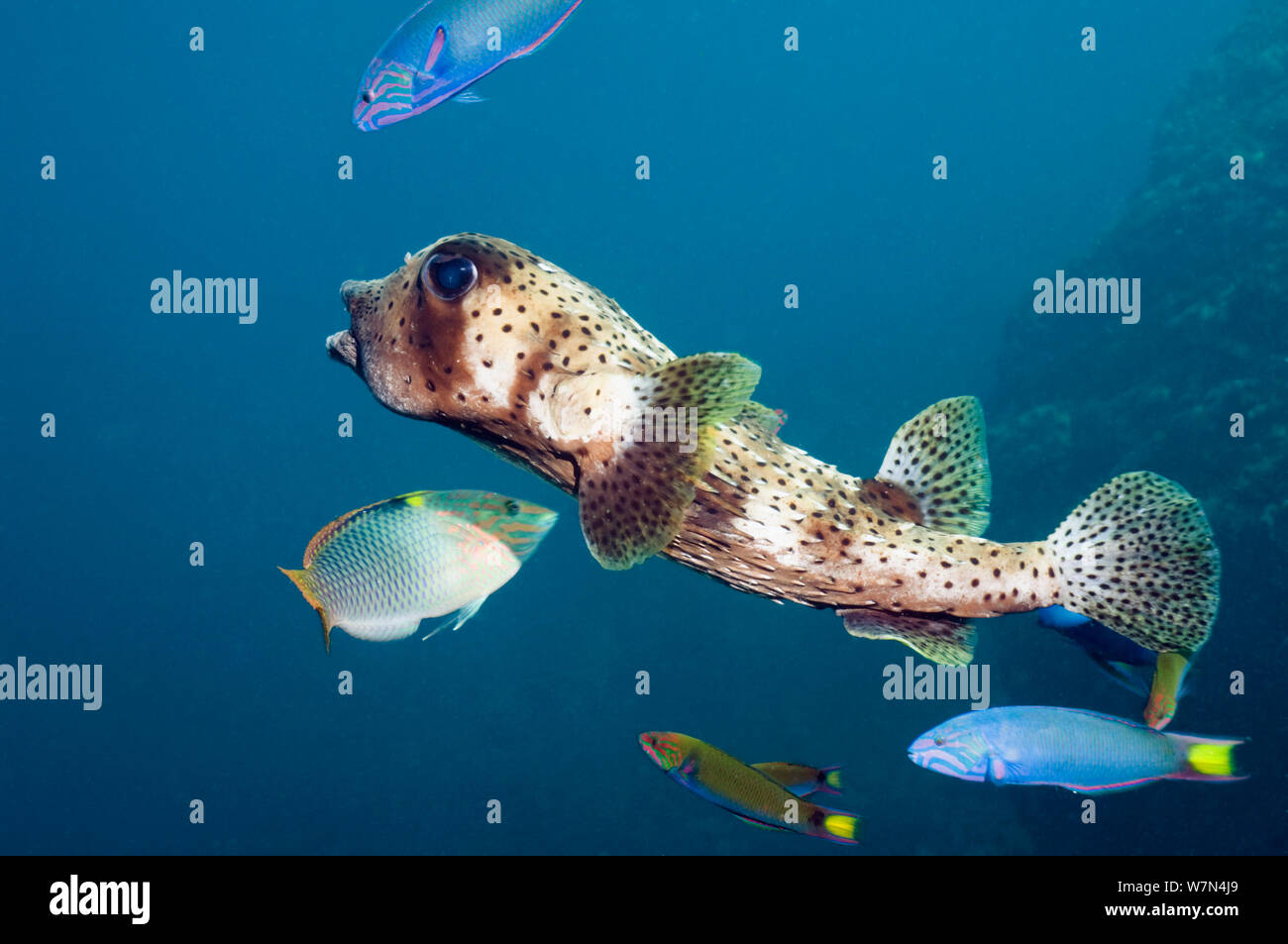 Pacific/Spottedfin burrfish (Chilomycterus reticulatus) Schwimmen über Coral Reef, Andaman Sea, Thailand. Stockfoto