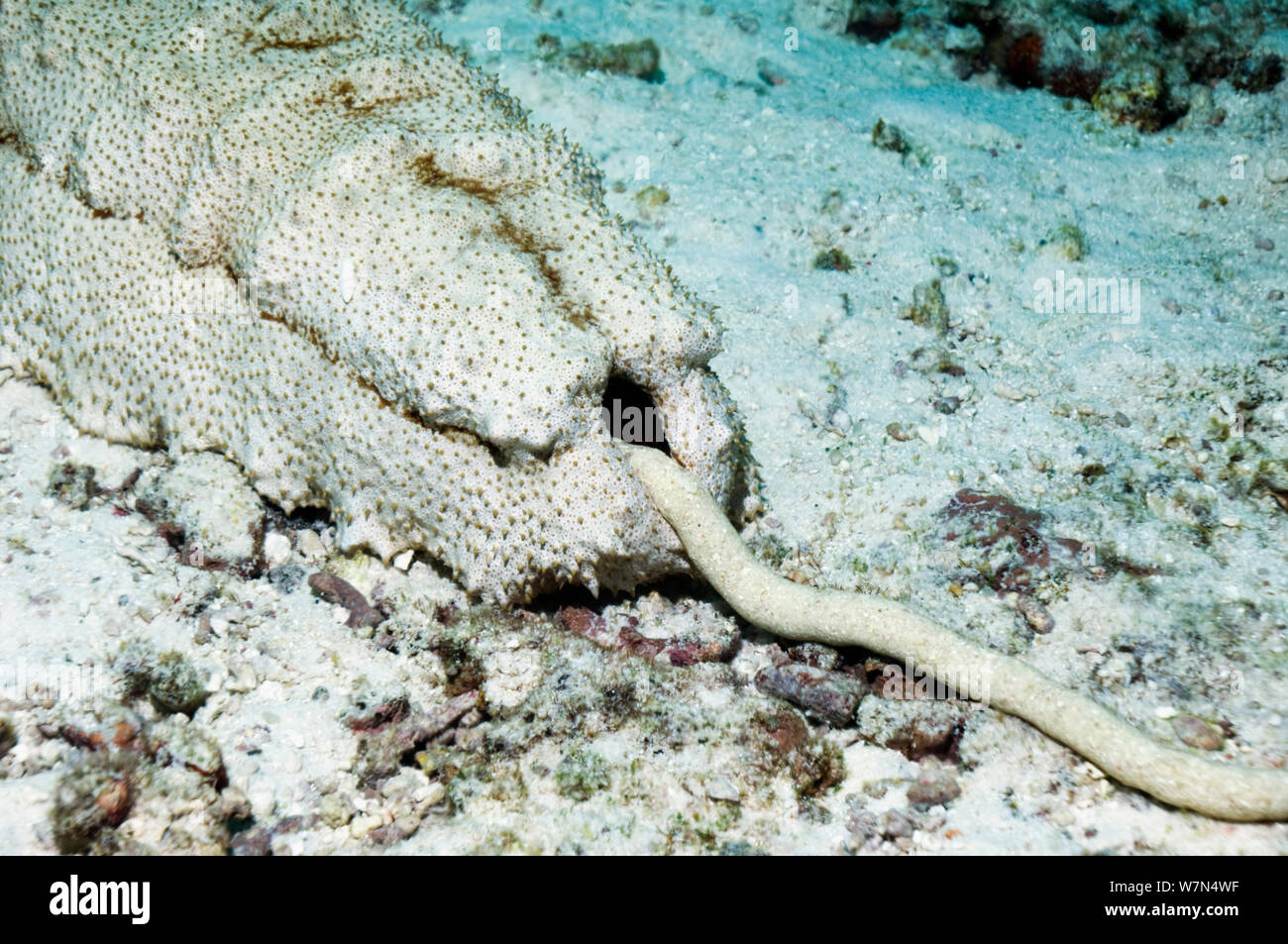 Seegurke (Thelenota anax) Defecating. Die massive holothurian im Indopazifik, von 1 Meter Länge. Andaman Sea, Thailand. Stockfoto