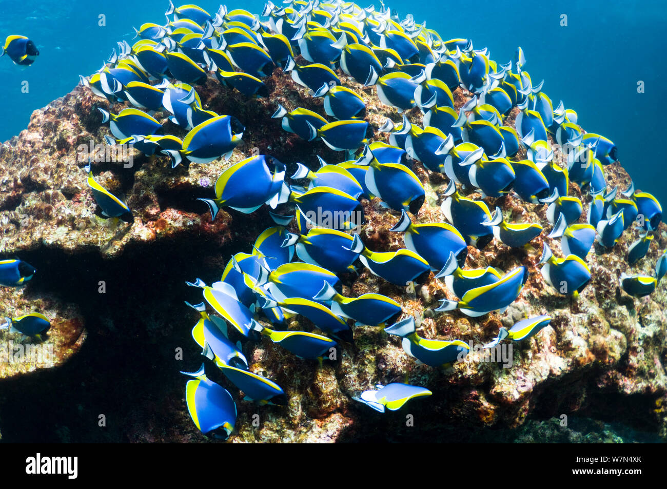 Pulver blau Doktorfische (Acanthurus leucosternon), große Schule, die sich von Algen auf Coral Boulders, Andaman Sea, Thailand Stockfoto