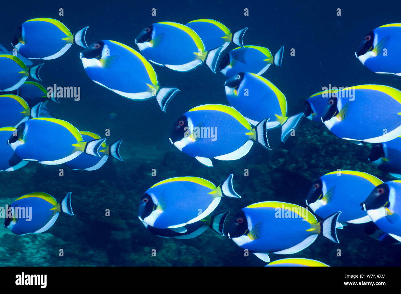 Pulver blau Doktorfische (Acanthurus leucosternon), große Schule Schwimmen, Andaman Sea, Thailand Stockfoto