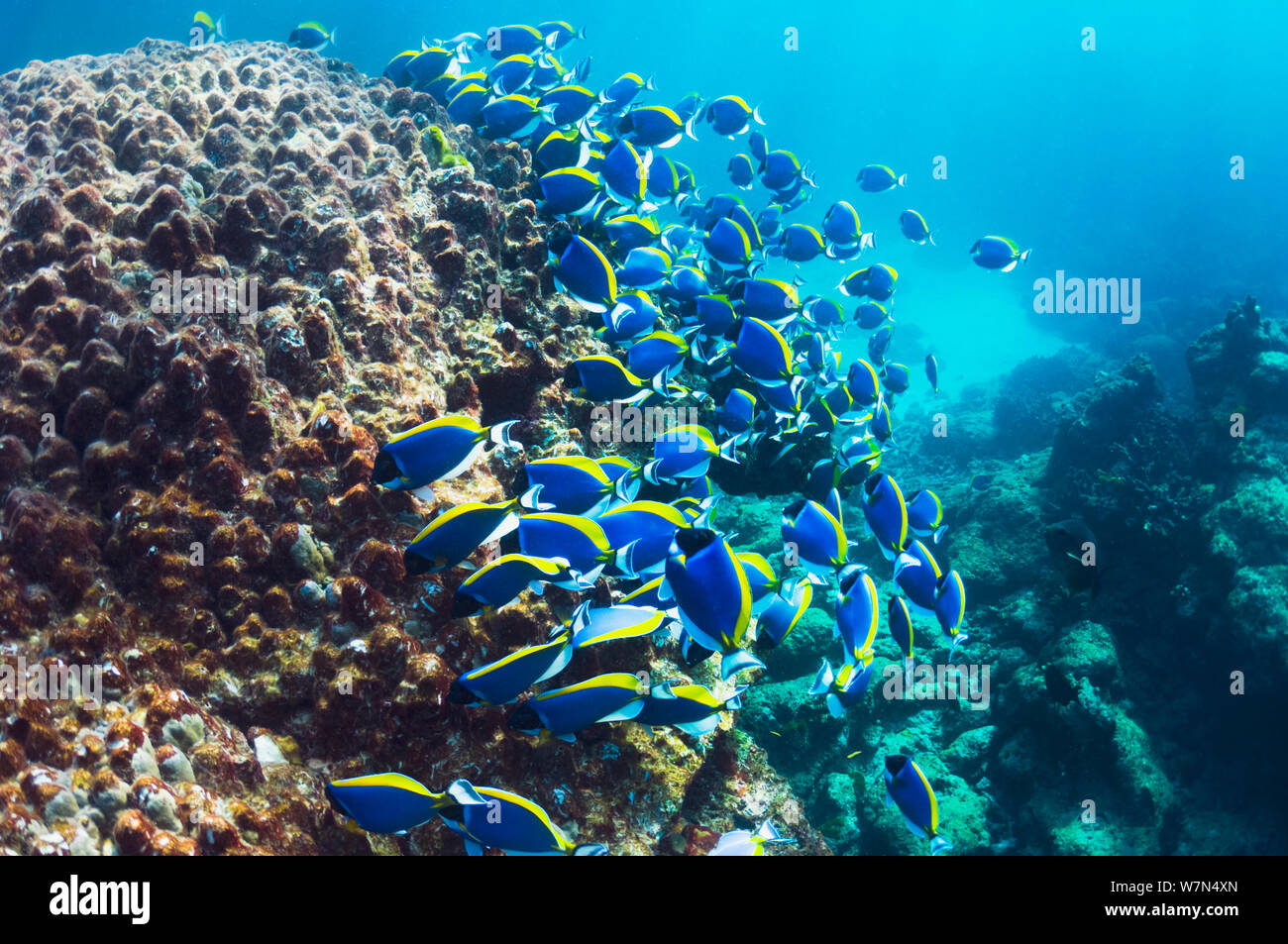 Pulver blau Doktorfische (Acanthurus leucosternon), große Schule, die sich von Algen auf Coral Boulders, Andaman Sea, Thailand. Stockfoto