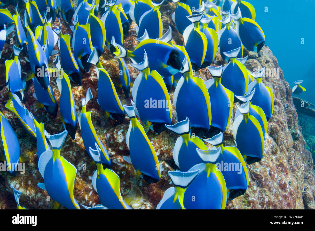 Pulver blau Doktorfische (Acanthurus leucosternon), große Schule, die sich von Algen auf Coral Boulders, Andaman Sea, Thailand. Stockfoto