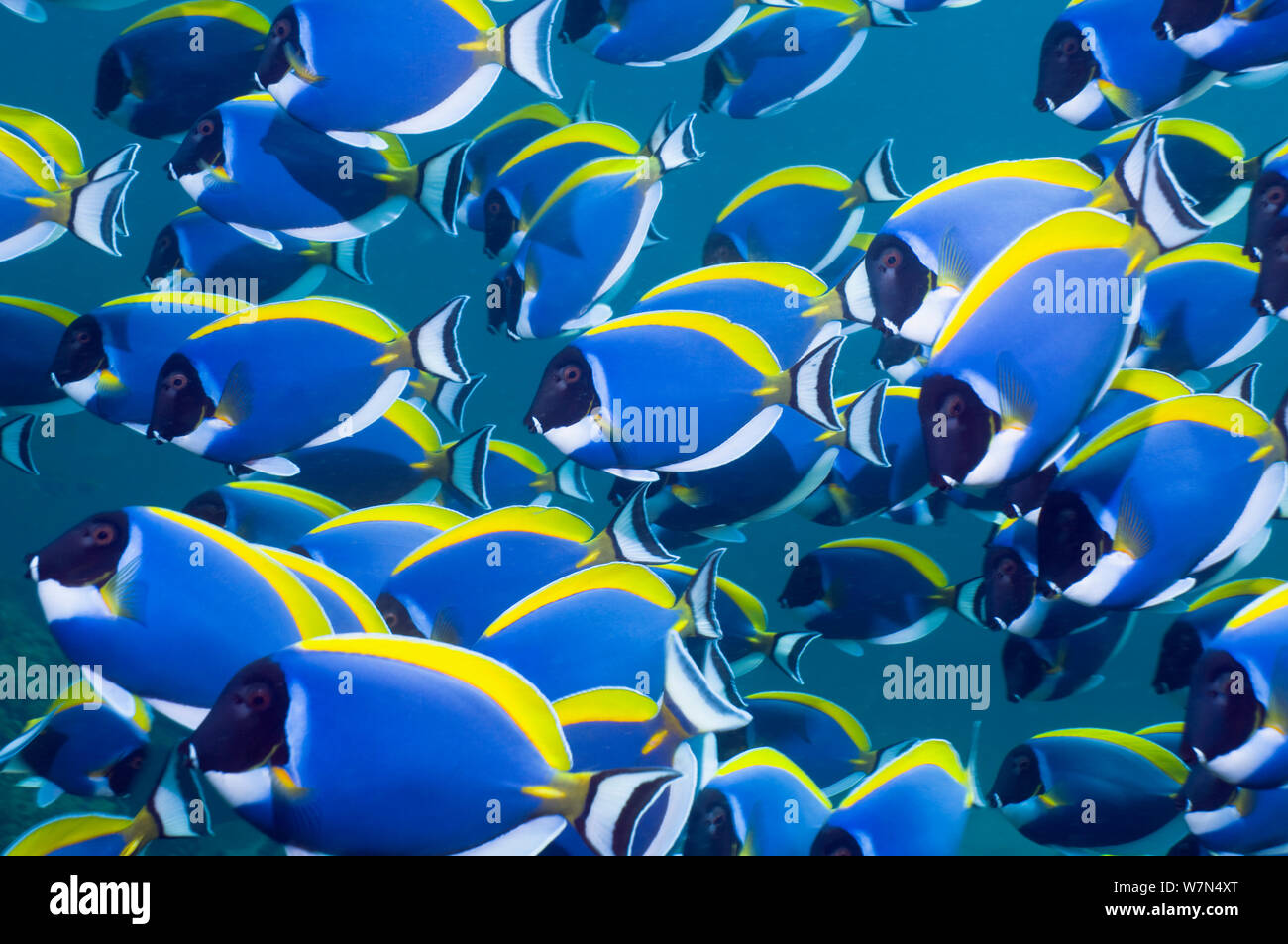 Pulver blau Doktorfische (Acanthurus leucosternon), große Schule Schwimmen, Andaman Sea, Thailand Stockfoto