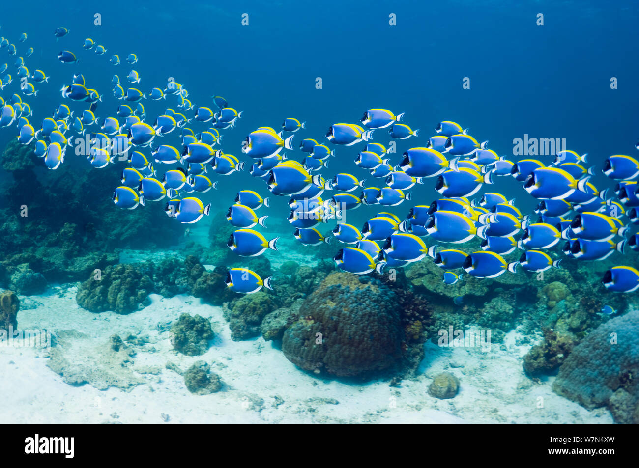 Pulver blau Doktorfische (Acanthurus leucosternon), große Schule Schwimmen, Andaman Sea, Thailand. Stockfoto