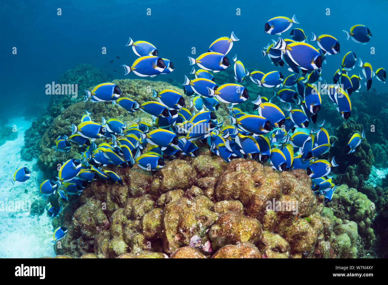 Pulver blau Doktorfische (Acanthurus leucosternon), große Schule, die sich von Algen auf Coral Boulders, Andaman Sea, Thailand. Stockfoto