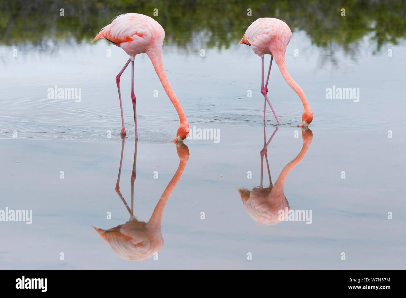 Amerikanische Flamingo (Phoenicopterus ruber) Zufuhr von der Wasseroberfläche. Santa Cruz Island, Galapagos, Ecuador, Juni. Stockfoto
