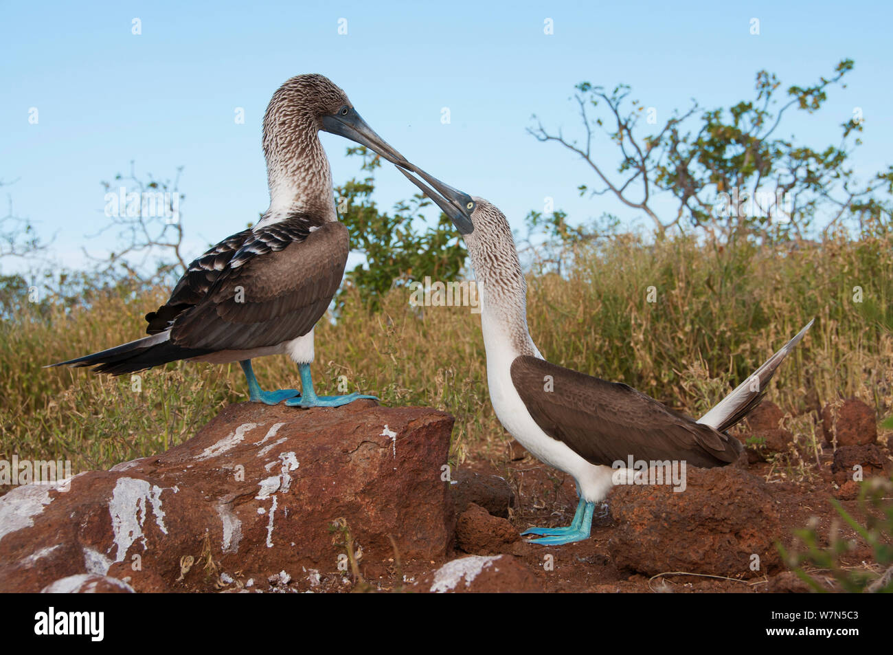 Blue-footed Booby (Sula nebouxii) Anzeige auf den Felsen mit einer anderen zu beobachten und zu interagieren. Espanola Island, Galapagos, Mai. Stockfoto