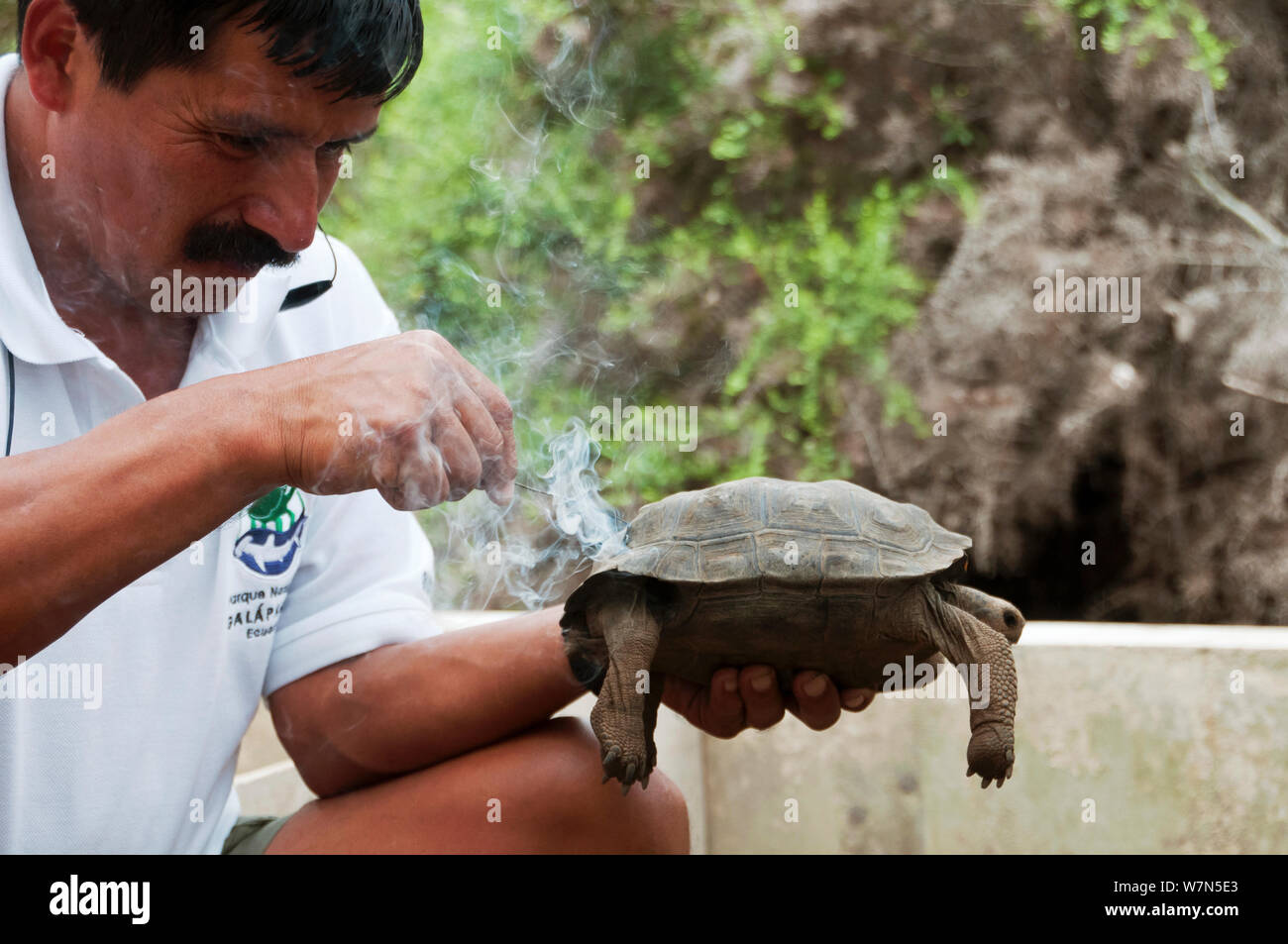 Haube Insel Riesenschildkröte (Chelonoidis nigra hoodensis) Nachzuchten junge Marke in Vorbereitung für die Veröffentlichung zurück auf ihre Insel Ursprungs sind, Schildkröte Aufzuchtzentrum, Puerto, Isabela Insel, November 2008 Stockfoto