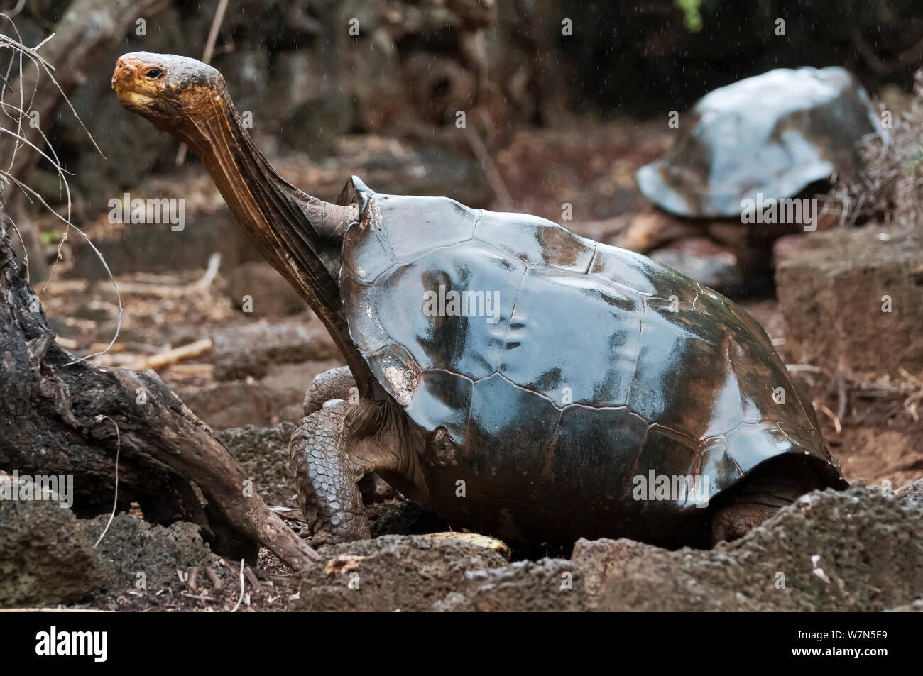 Haube Insel Riesenschildkröte (Chelonoidis nigra hoodensis) erwachsenen weiblichen Teil von 12 Überlebenden, die in Gefangenschaft Zucht seit den 1960er Jahren verwendet, Schildkröte Aufzuchtzentrum, Puerto, Isabela Insel, November 2008 Stockfoto
