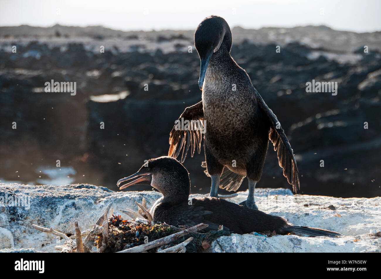 Flugunfähigen Kormoran (Phalacrocorax harrisi) Nannopterum/an der Kolonie. Banken Bucht, Insel Isabela, Galapagos, Ecuador, Dezember. Stockfoto