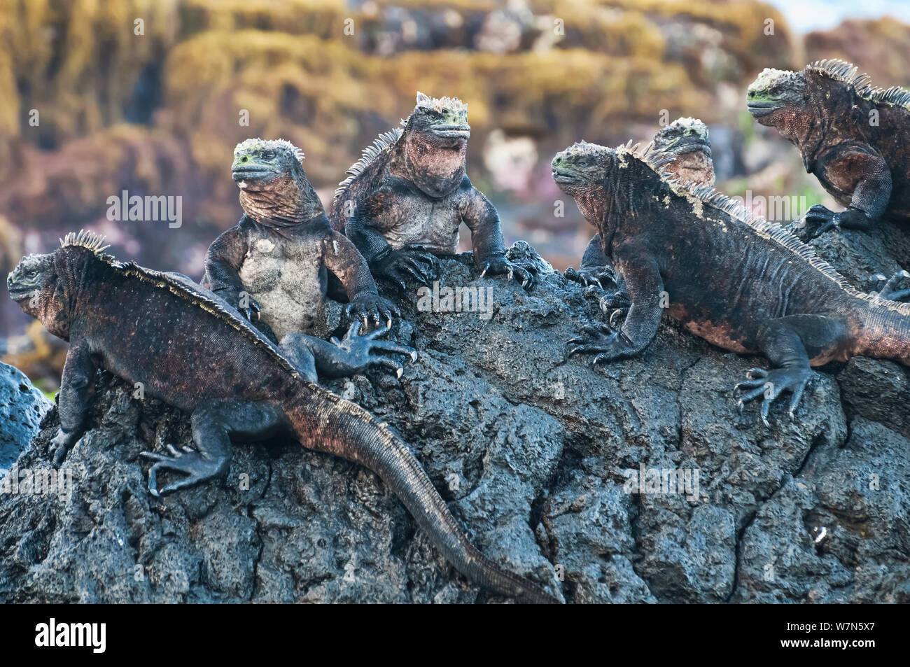 Marine iguana (Amblyrhynchus cristatus) Sonnenbaden auf den vulkanischen Felsen. Galapagos, Ecuador, Juni. Stockfoto