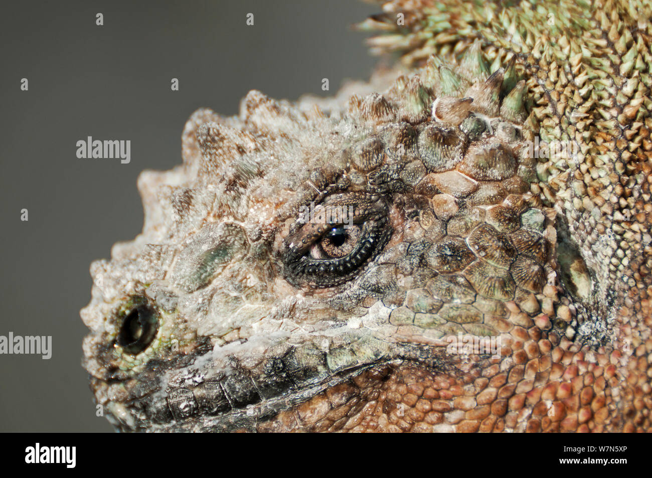 Marine iguana (Amblyrhynchus cristatus) Portrait. Galapagos, Ecuador, Dezember. Stockfoto