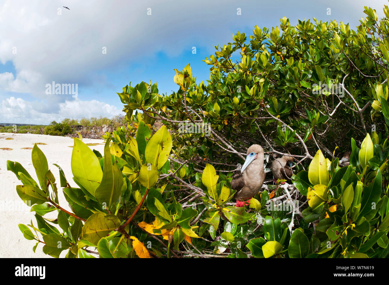 Red-footed Booby (Sula Sula) Nesting im Baum. Genovesa (Turm) Inseln, Galapagos, Juni. Stockfoto