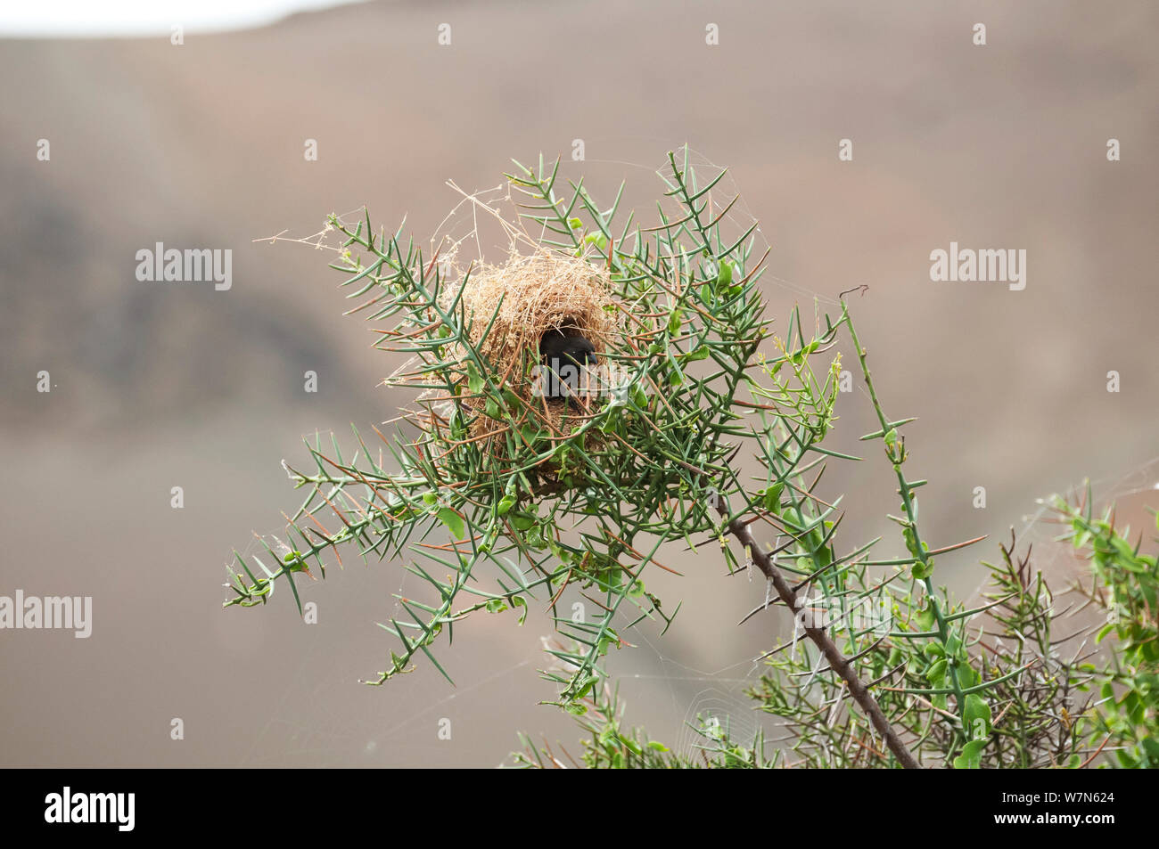 Kleine Grundfinken (Geospiza fuliginosa) Nest in der Branche. Santa Cruz Island, Galapagos, Juni. Stockfoto