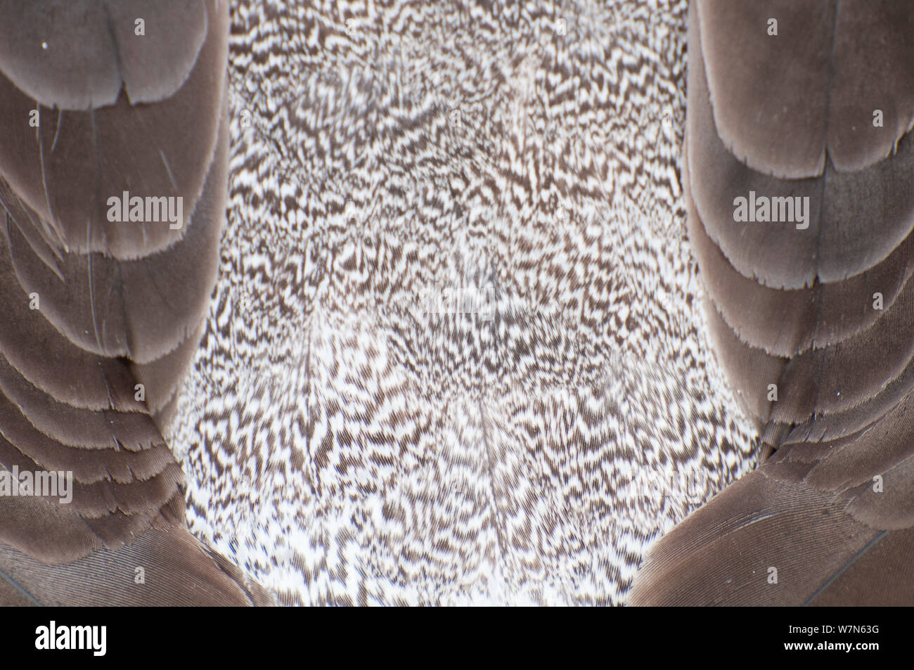 (Phoebastria irrorata winkte Albatross), Detail der zurück federn und grau Flugfedern. Punta Cevallos, Espanola (Haube) Island, Galapagos, Ecuador, Mai. Stockfoto
