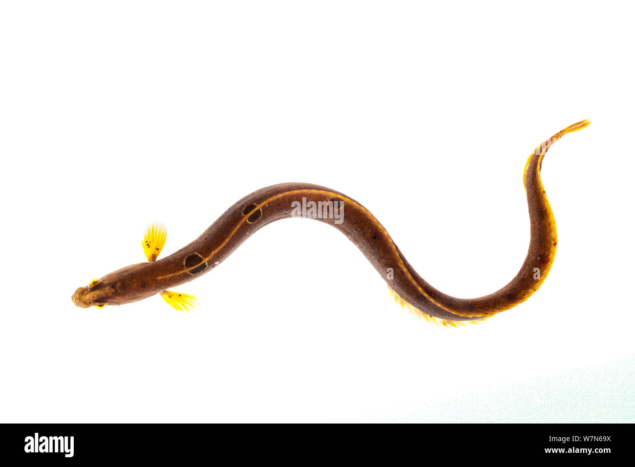 Butterfisch/Gunnel (Pholis gunnellus) gegen den weißen Hintergrund. Von der Isle of Skye, Innere Hebriden, Schottland, Großbritannien. Stockfoto