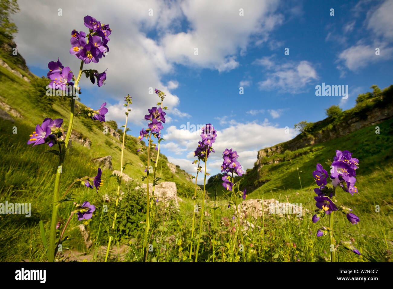 Polemonium gattung Fotos und Bildmaterial in hoher Auflösung Alamy