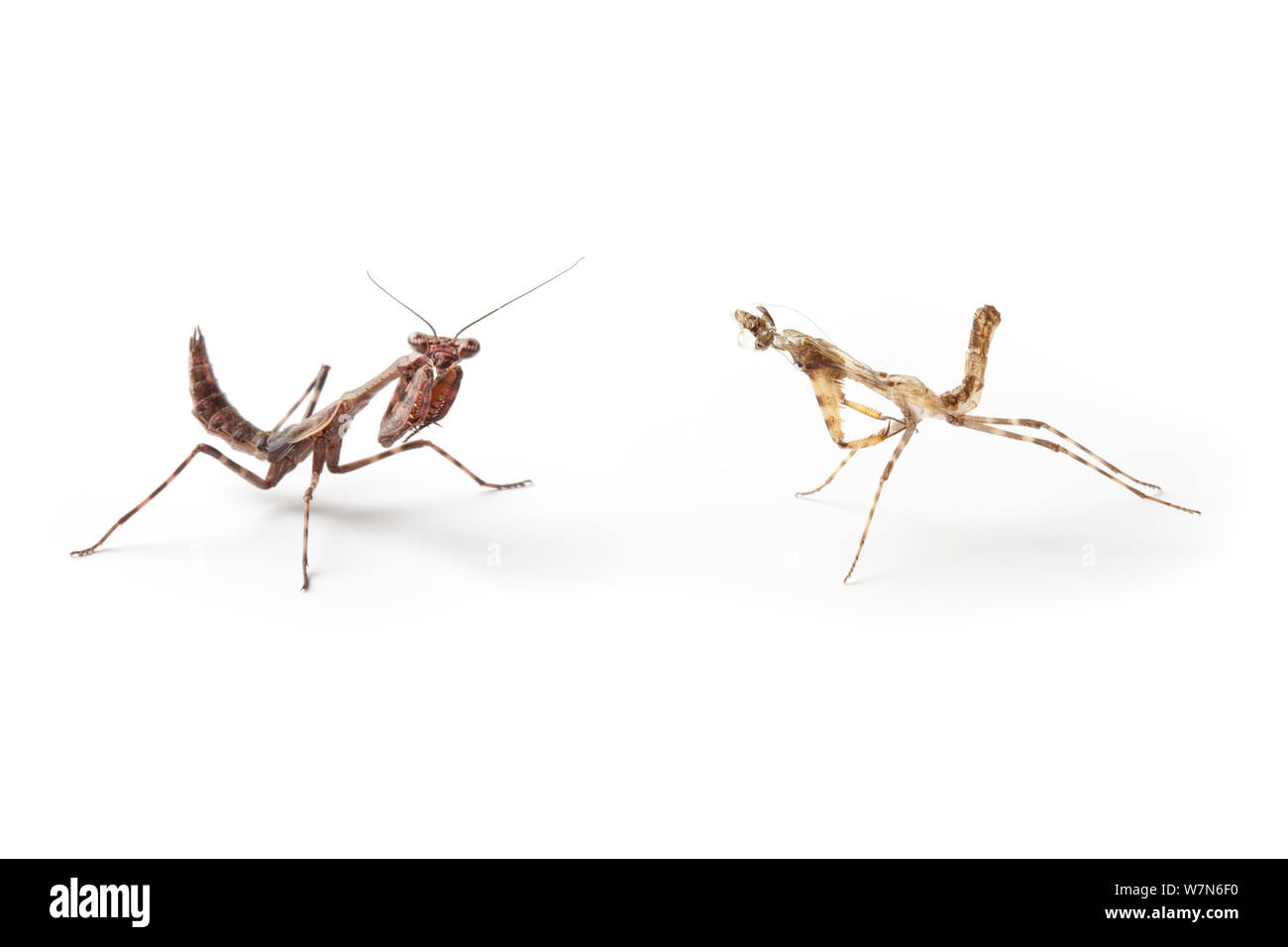 Bud Flügel Mantis (Parasphendale affinis) juvenile (links) neben vor kurzem Schuppen Haut (rechts), auf einem weißen Hintergrund. Captive, mit Ursprung aus Afrika. Stockfoto