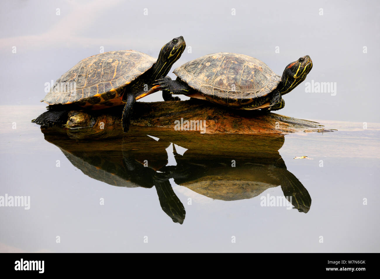 Rotwangen-schmuckschildkröte/Schildkröte Sonnenbaden auf den versunkenen Zweig (TRACHEMYS SCRIPTA elegans) unverlierbaren, Elsass, Frankreich Stockfoto