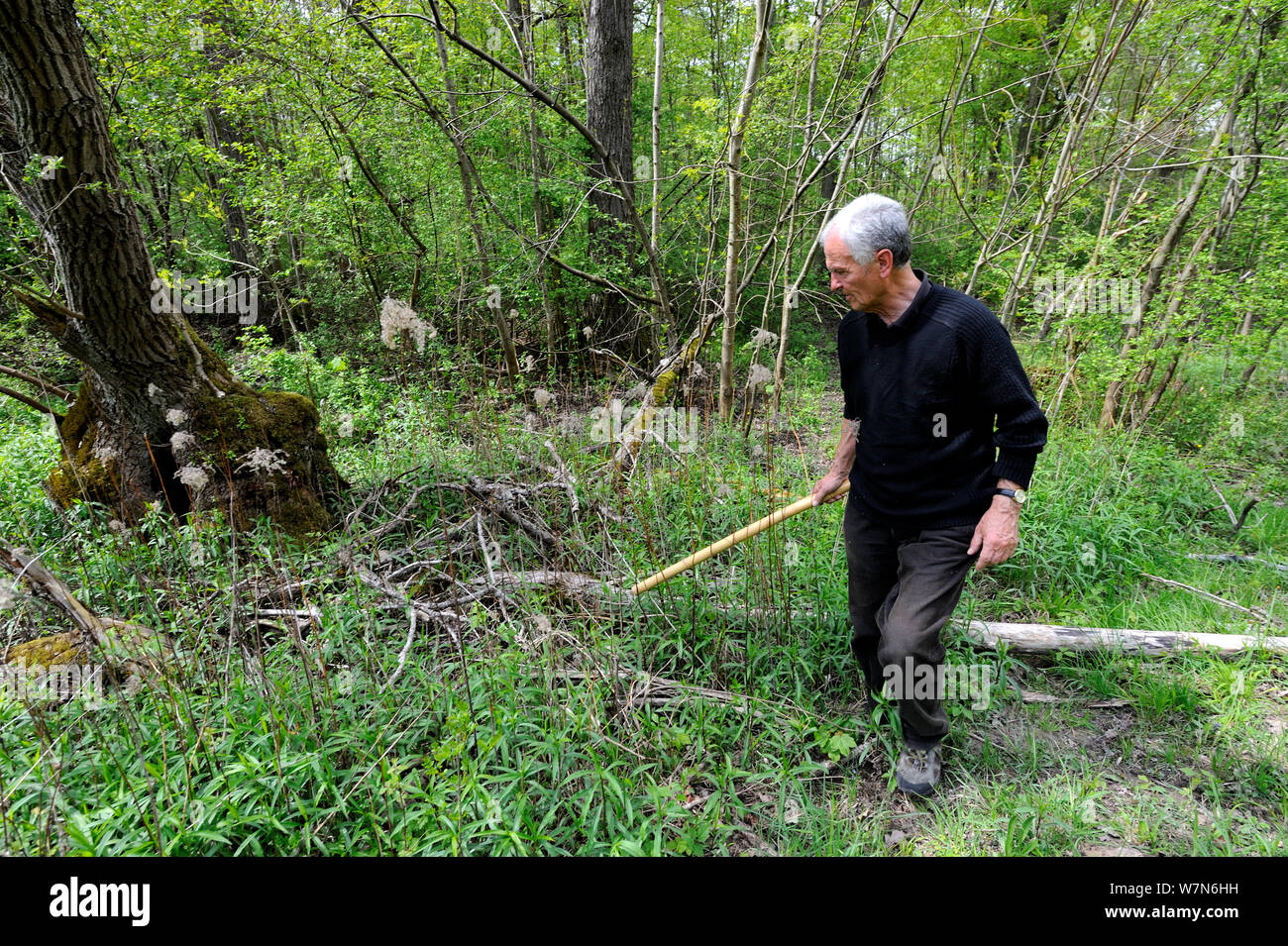 Der Mensch auf der Suche nach gemeinsamen Morel Pilze (Morchella esculenta) im Wald, Elsass, Frankreich, Model Released, April 2012 Stockfoto