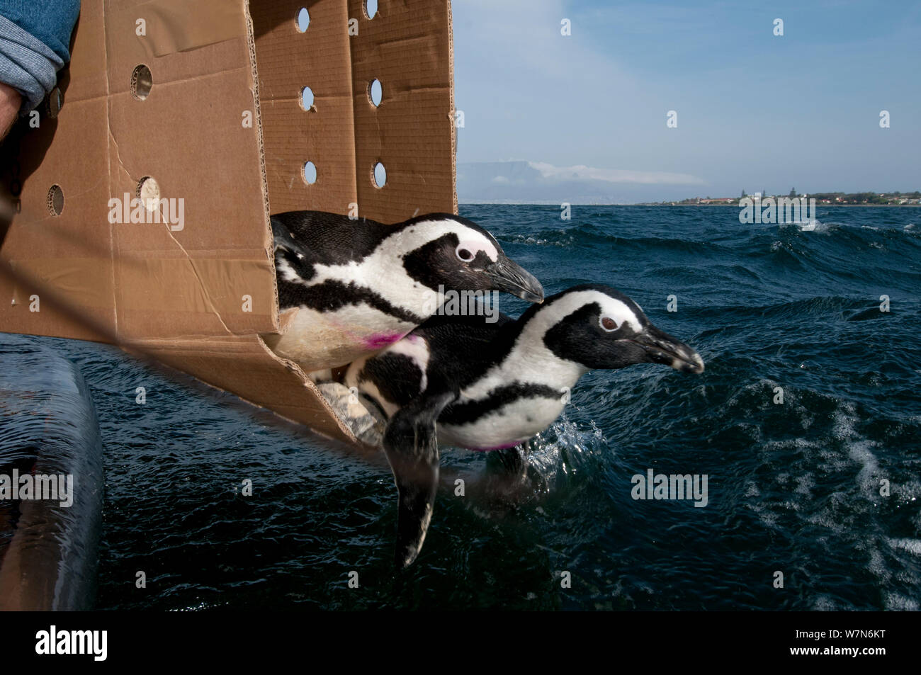 Black footed Penguins (Spheniscus demersus) auf See in der Nähe von Robben Island, Table Bay nach der Rehabilitation an der Südafrikanischen Stiftung für die Erhaltung der Küstenvögel (SANCCOB) Kapstadt, Südafrika 2011 freigegeben sind Stockfoto