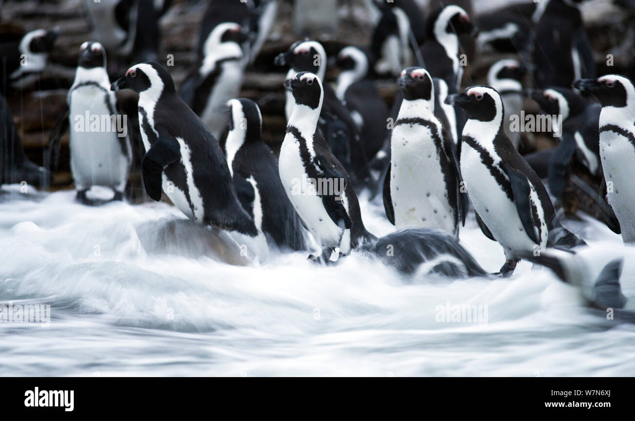 Black footed Penguin (Spheniscus demersus) Kolonie im Meer surfen am Stony Point, Betty's Bay, Südafrika. Stockfoto