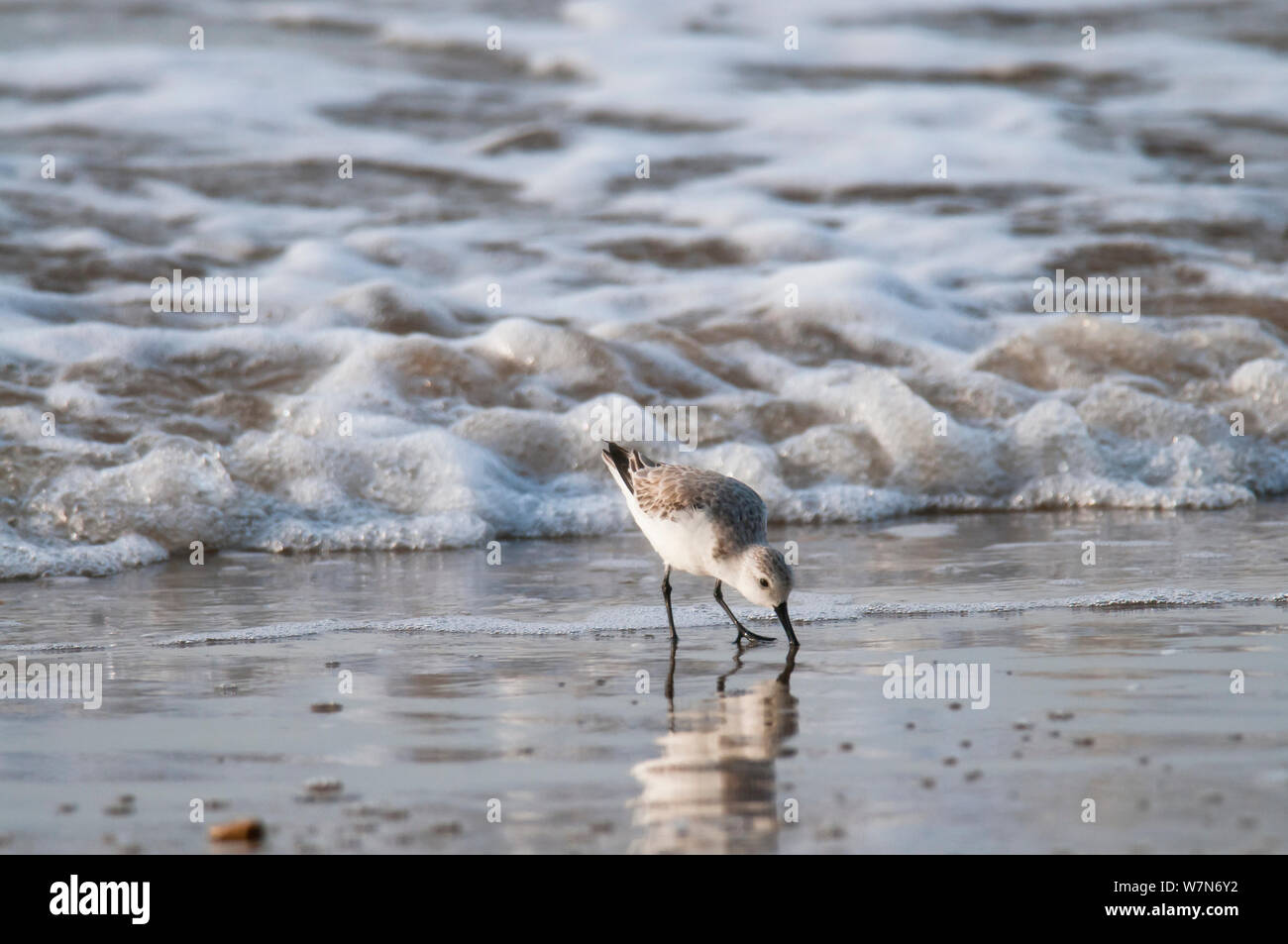 Sanderling (Calidris alba) Fütterung am Ufer, Tana River Delta, Kenia, Ostafrika Stockfoto