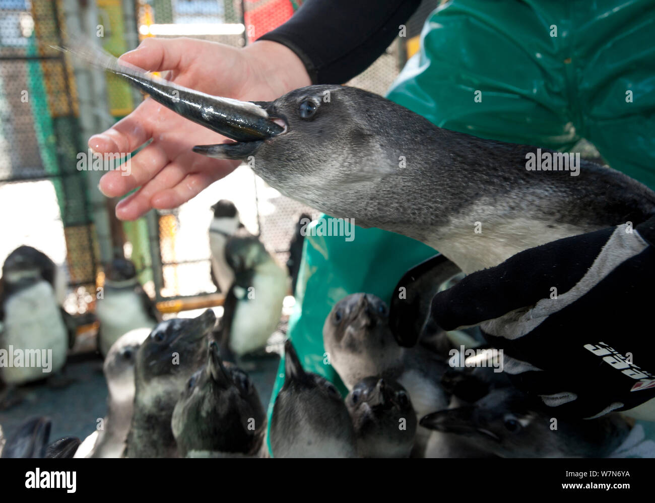 Black footed Penguin (Spheniscus demersus) werden von Hand im Rahmen der Rehabilitation an der Südafrikanischen Stiftung für die Erhaltung der Küstenvögel (SANCCOB), Kapstadt, Südafrika 2011 Fed Stockfoto