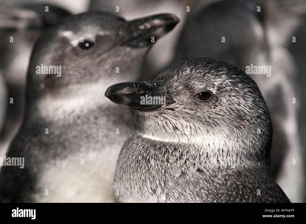 Black footed Penguin (Spheniscus demersus) Pinguine in diesem jugendlichen Bühne bekannt als "Blau", bevor nach federkleid wächst, Rehabilitation in der Südafrikanischen Stiftung für die Erhaltung der Küstenvögel (SANCCOB), Kapstadt, Südafrika Stockfoto