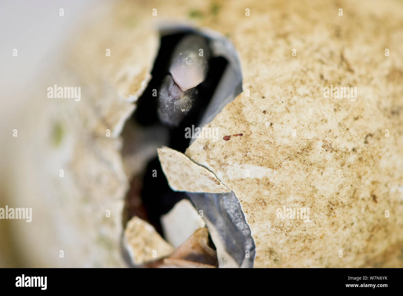 Black footed Penguin (Spheniscus demsersus) Küken Bruteier innerhalb einer kleinen Inkubator an der Südafrikanischen Stiftung für die Erhaltung der Küstenvögel (SANCCOB), die Eier aus dem wilden Kolonien aufgegeben sammelt. Die Vögel werden von Hand aufgezogen an SANCCOB mit dem Ziel der Freigabe in die wilden, Südafrika Stockfoto