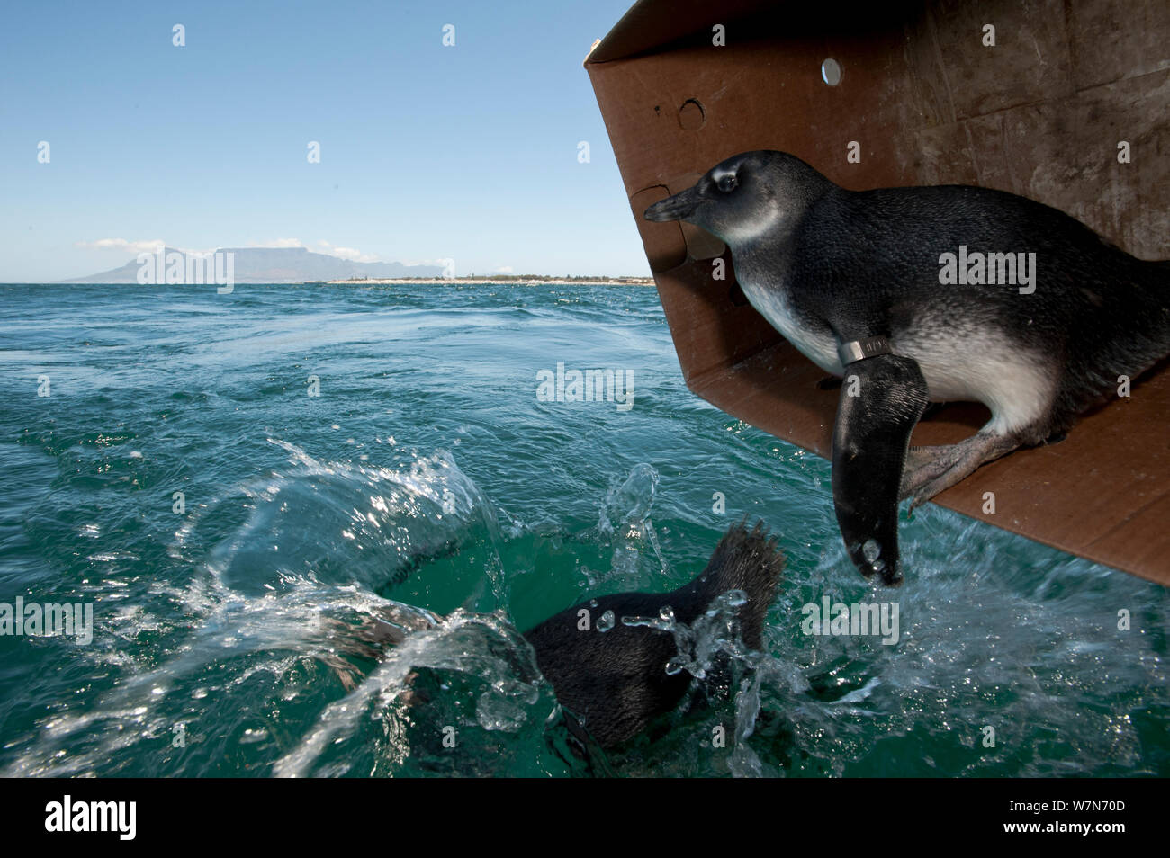 Black footed Penguins (Spheniscus demersus) auf See in der Nähe von Robben Island im Table Bay freigegeben werden nach der Rehabilitation an der Südafrikanischen Stiftung für die Erhaltung der Küstenvögel (SANCCOB) Kapstadt, Südafrika Stockfoto