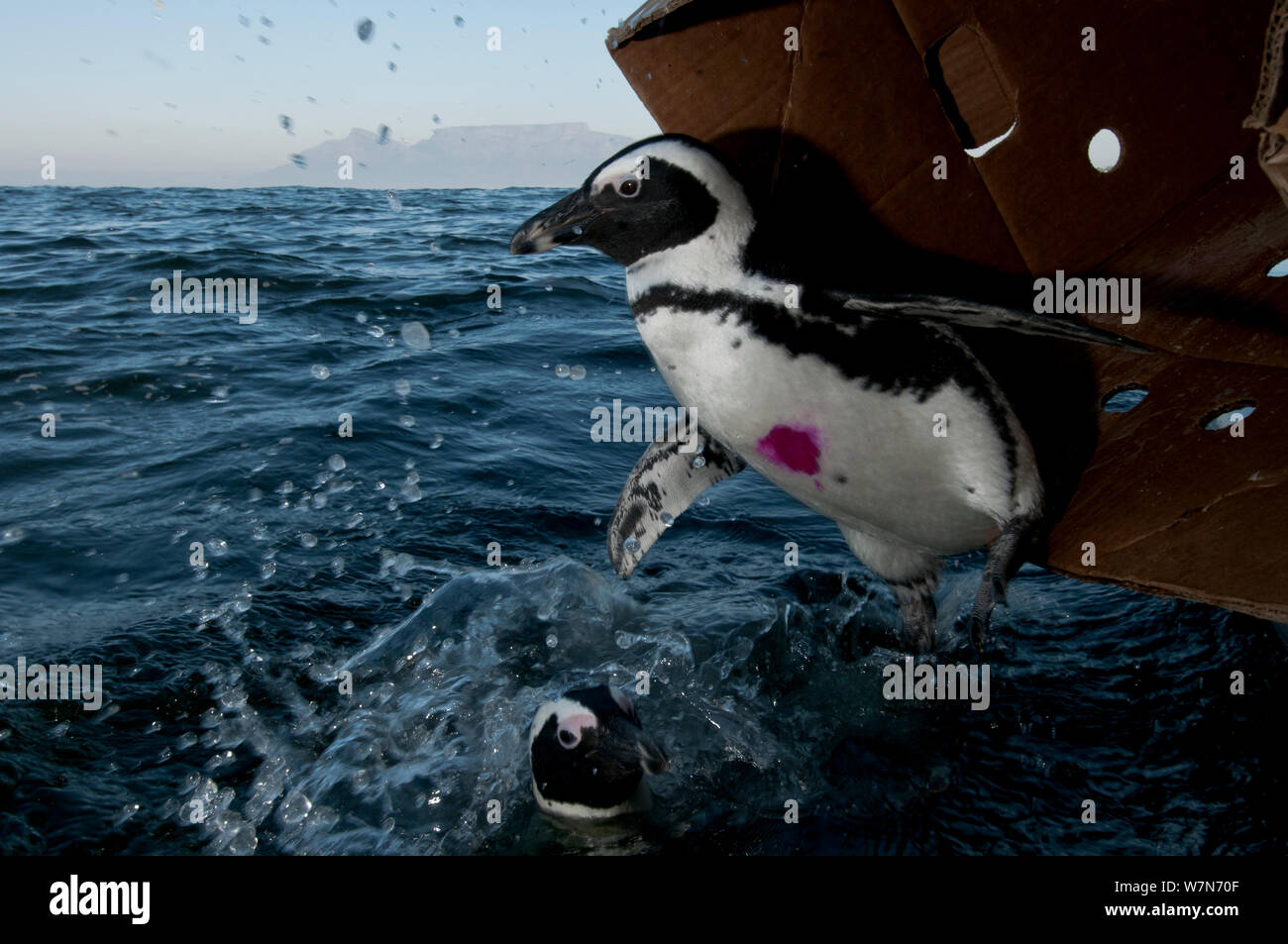 Black footed Penguins (Spheniscus demersus) auf See in der Nähe von Robben Island im Table Bay freigegeben werden nach der Rehabilitation an der Südafrikanischen Stiftung für die Erhaltung der Küstenvögel (SANCCOB) Kapstadt, Südafrika Stockfoto