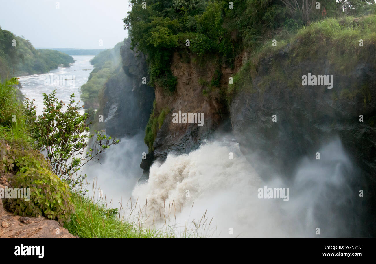 Auf der Suche Murchison Falls, Victoria Nil, Uganda, Ostafrika 2011 Stockfoto