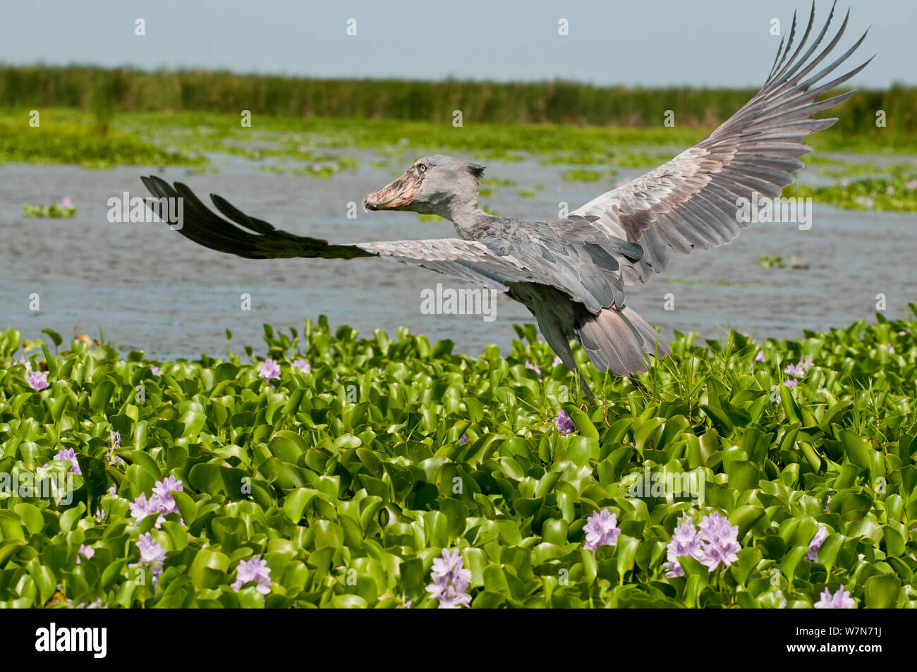 Wal vorangegangen Stork (Balaeniceps Rex), Lake Albert, Uganda, Ostafrika Stockfoto