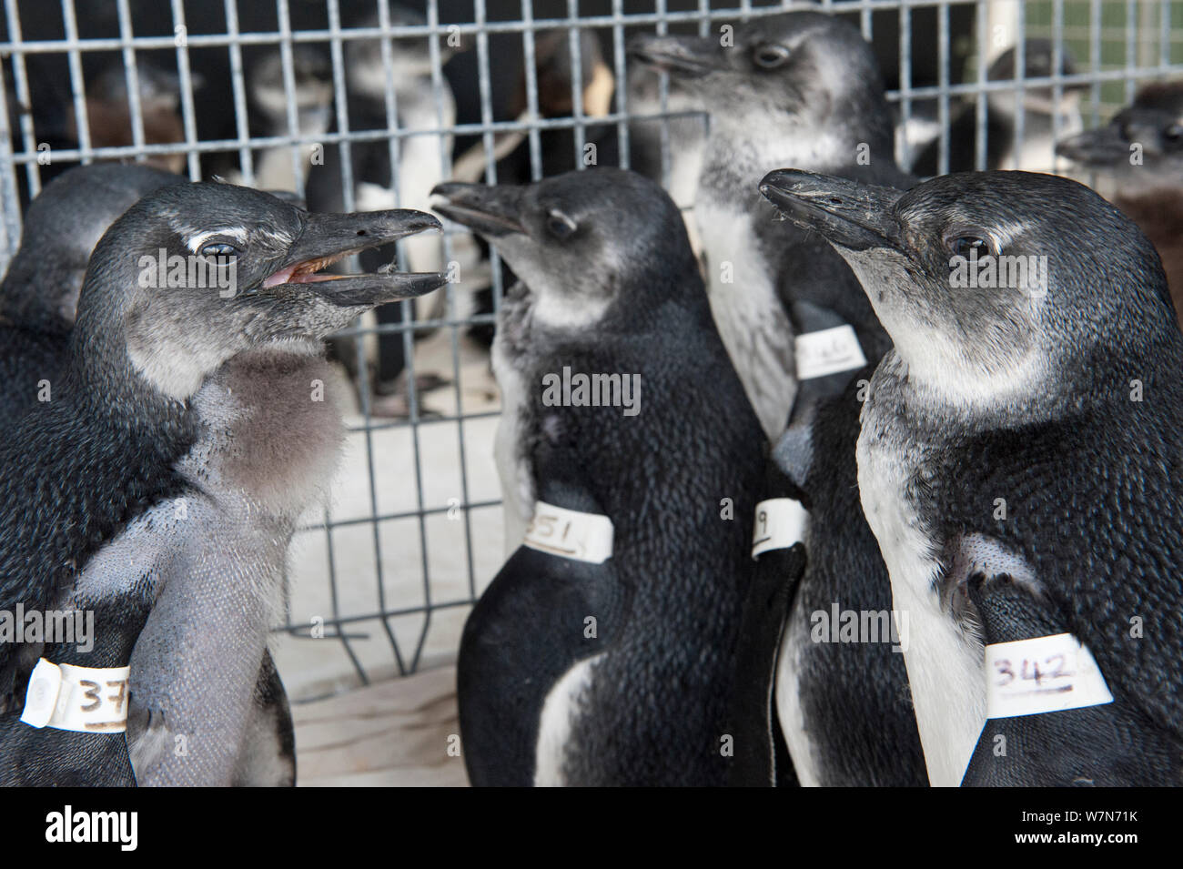 Black footed Penguins (Spheniscus demersus) gekennzeichnet und in der Rehabilitation an der Südafrikanischen Stiftung für die Erhaltung der Küstenvögel (SANCCOB) Kapstadt, Südafrika Stockfoto