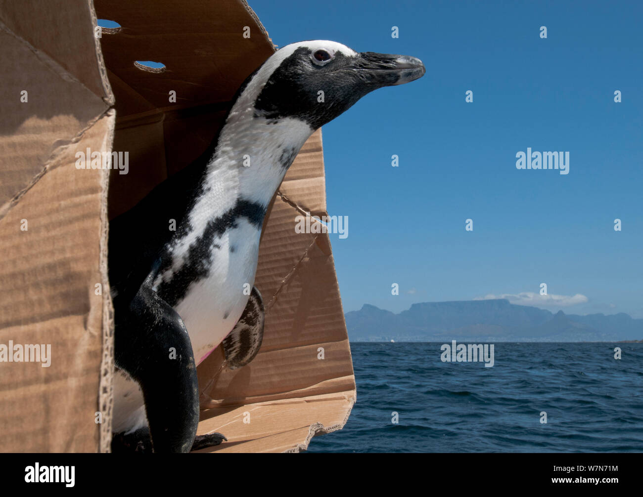 Black footed Penguin (Spheniscus demersus) für die Freigabe in der Nähe von Robben Island im Table Bay bereit, nach der Rehabilitation an der Südafrikanischen Stiftung für die Erhaltung der Küstenvögel (SANCCOB) Kapstadt, Südafrika Stockfoto