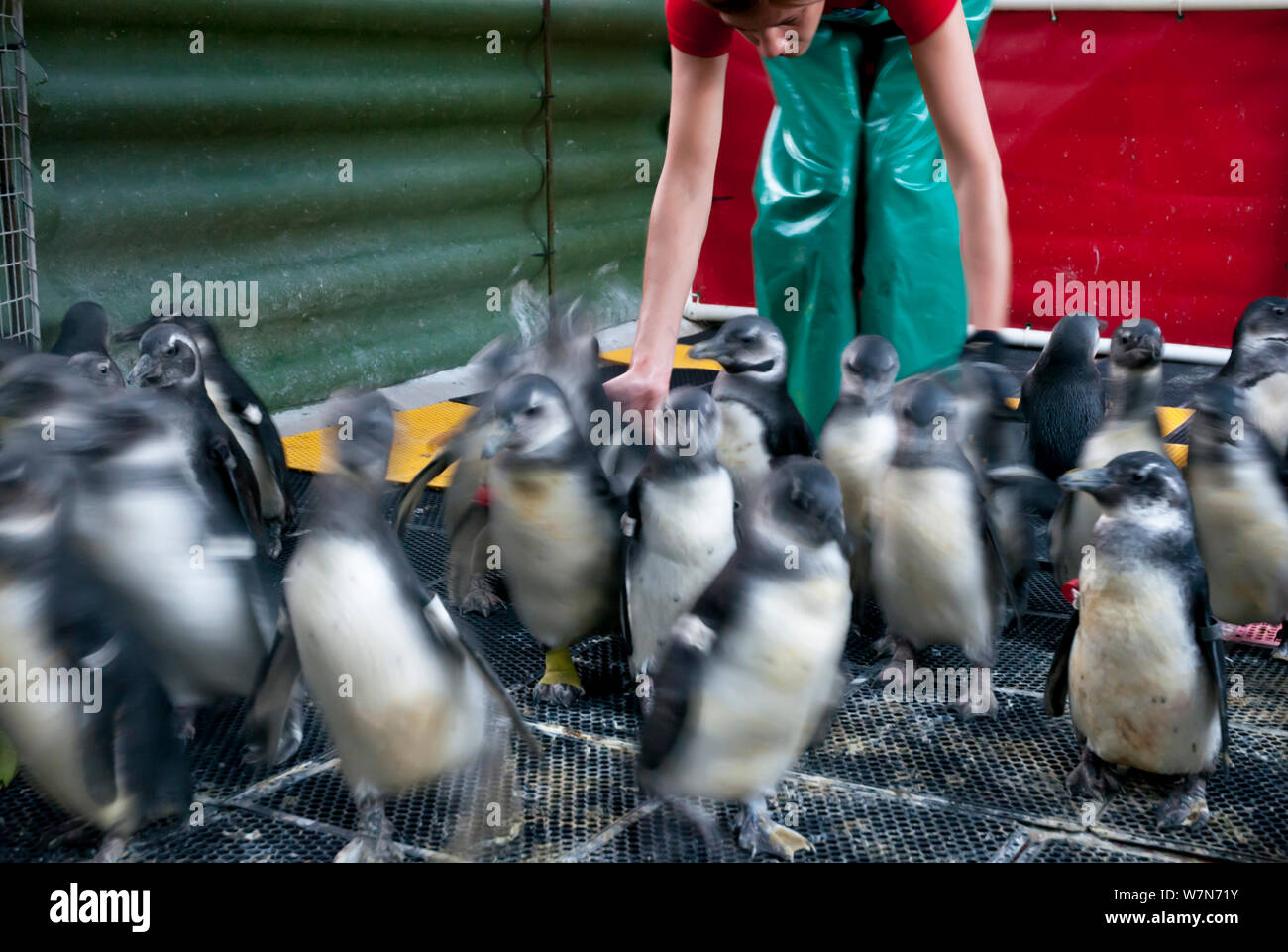 Black footed Penguins (Spheniscus demersus) Gefördert von der Feder auf Schwimmbad, Teil der Rehabilitation an der Südafrikanischen Stiftung für die Erhaltung der Küstenvögel (SANCCOB) Kapstadt, Südafrika zu bewegen Stockfoto