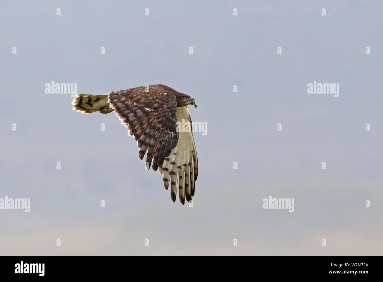 Schwarz-chested Schlangenadler (Circaetus pectoralis) im Flug mit Schlange im Schnabel. Ngorongoro Krater, Tansania. Stockfoto