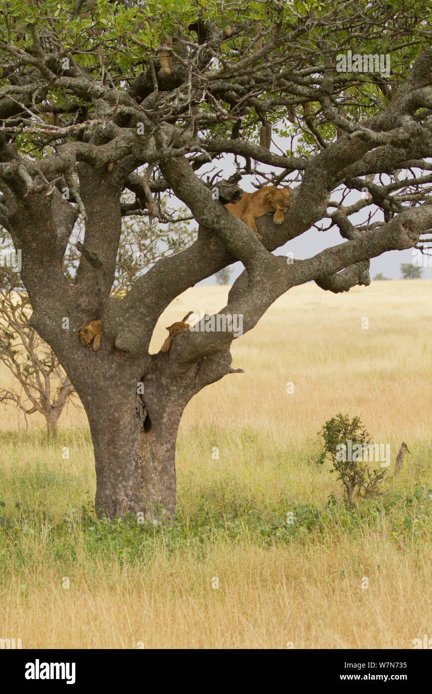 Löwin (Panthera leo) und zwei Jungen in eine Wurst Baum (Kigalia africana). Serengeti, Tansania Stockfoto