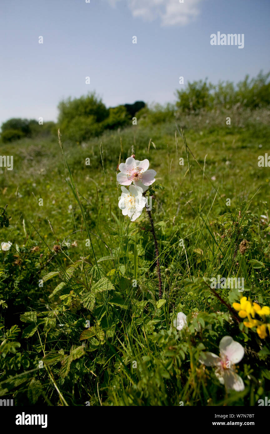 Burnett Rose (Rosa spinosissima) Whitford National Nature Reserve, Gower, Wales, Großbritannien, Juni Stockfoto
