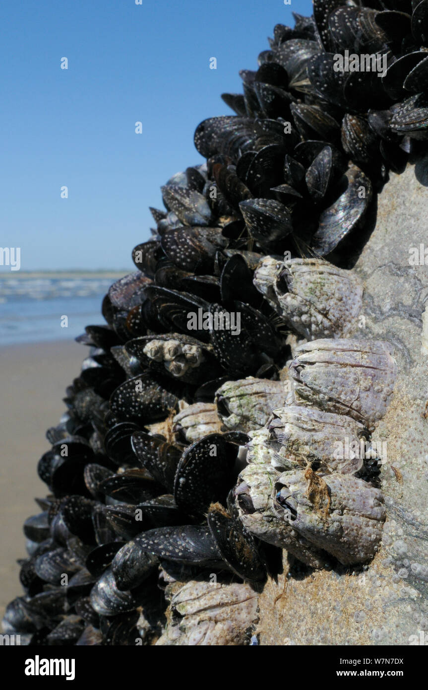 Weitwinkelansicht Acorn barnacles (Balanus perforatus) auf Felsen neben gemeinsamen Miesmuscheln (Mytilus edulis) mit Massen von sehr jungen Seepocken befestigt und kürzlich cyprid larvea in den Prozess der Verkalkung an der Felswand und Muschel- und Muscheln, Seepocken ausgesetzt niedrig an der Küste bei Ebbe, Rhossili, die Halbinsel Gower, Großbritannien, Juli. Stockfoto
