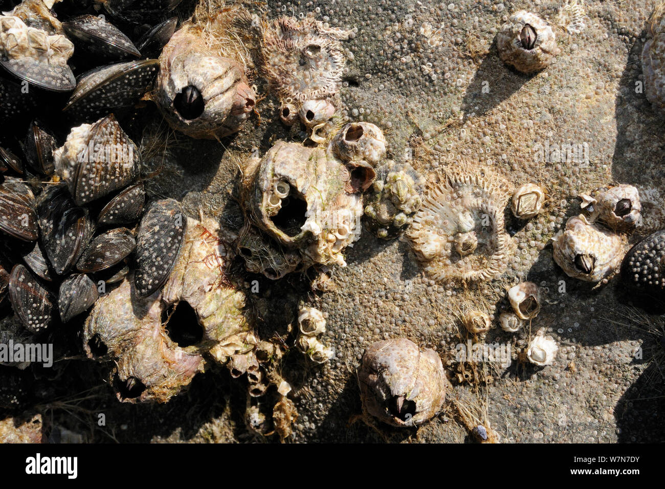 Acorn barnacles (Balanus perforatus) Lebenden und Toten zu Felsen neben gemeinsamen Miesmuscheln (Mytilus edulis) mit Massen von sehr jungen Seepocken befestigt und kürzlich cyprid Larven in den Prozess der Verkalkung an der Felswand und Muschel- und barnacle Shells. Rhossili, die Halbinsel Gower, Großbritannien, Juli. Stockfoto