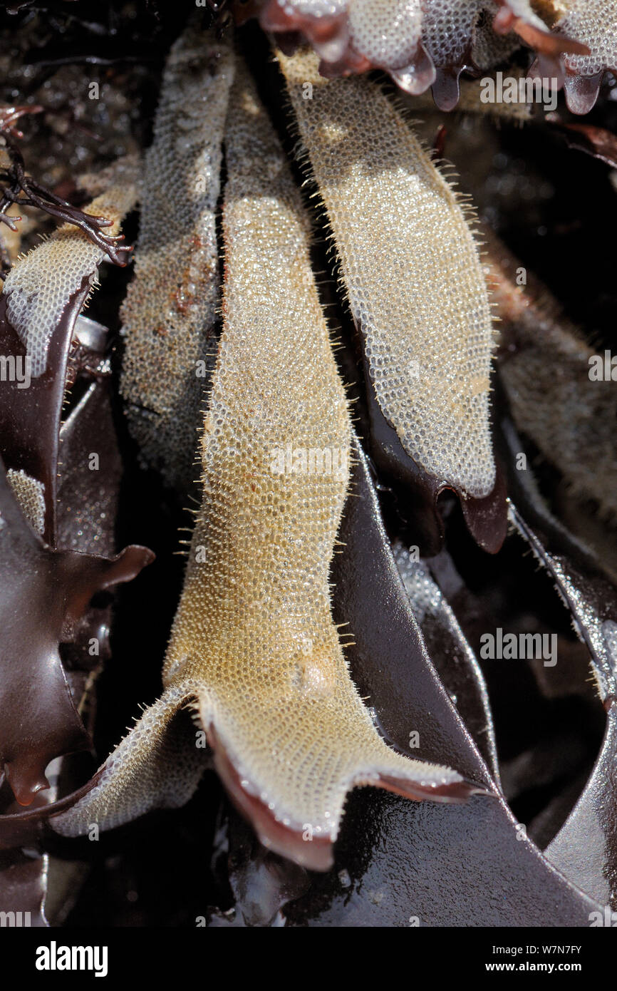 Eisige Meer mat (Electra Pilosa) bryozoan Kolonien wachsen auf Wedel von Dulse (Palmaria palmata) Rotalge auf einer niedrigen Spring Tide ausgesetzt. Rhossili, die Halbinsel Gower, Großbritannien, Juli. Stockfoto