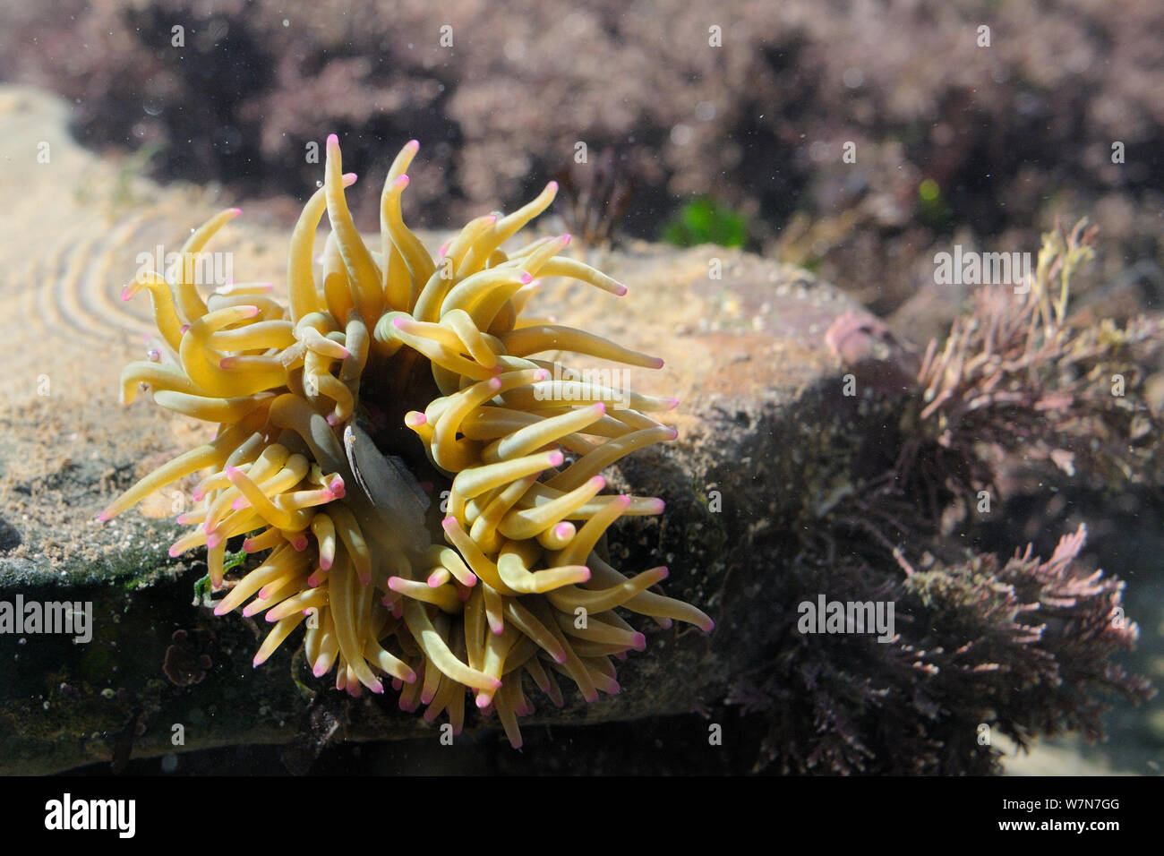 Snakelocks Anemone (Anemonia viridis) unter Coralweed (Corallina officinalis) auswerfen bleibt seiner Beute, eine Muschel Muschel. Rhossili, die Halbinsel Gower, Juli. Stockfoto