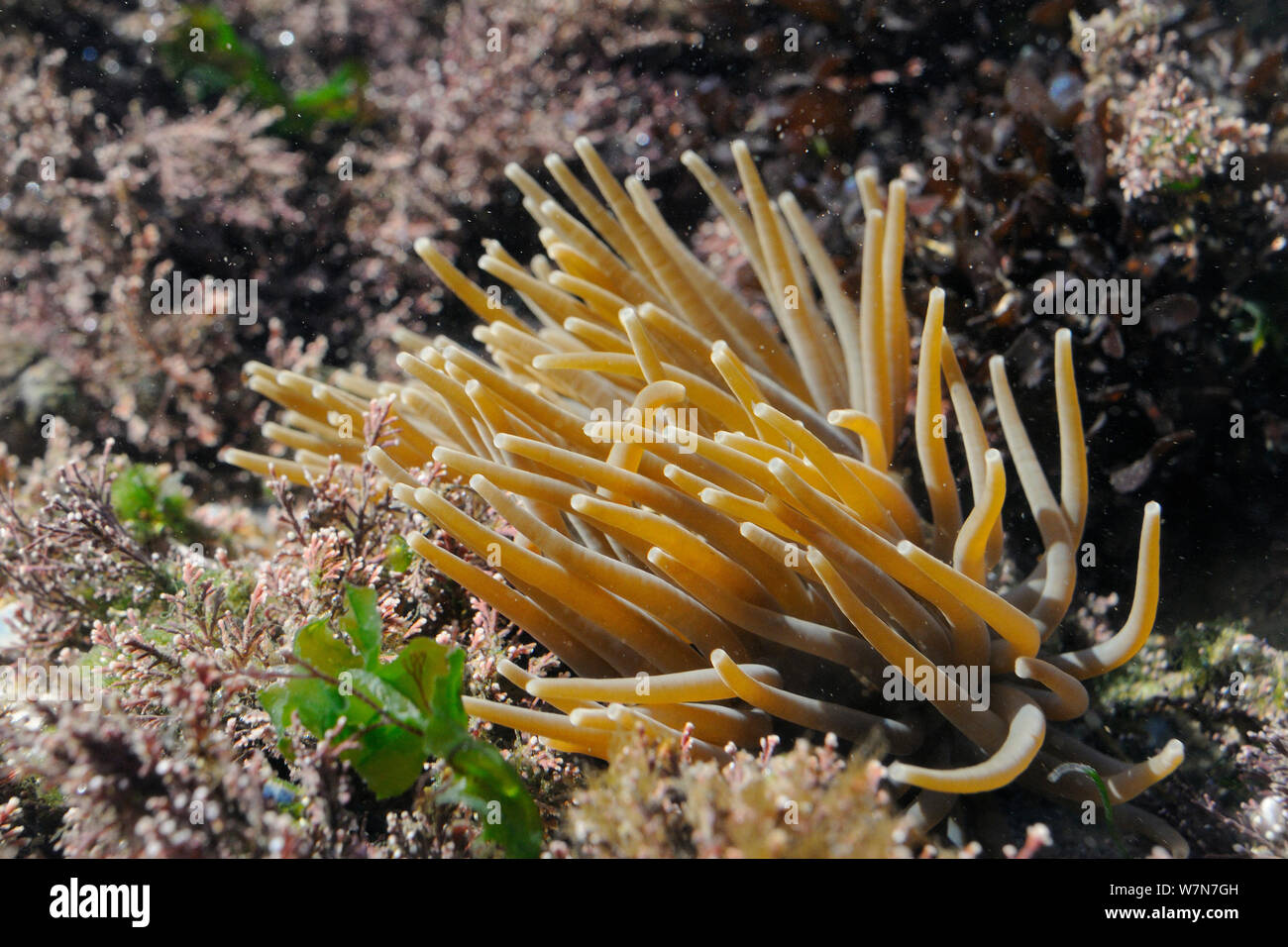 In der Nähe von Snakelocks Anemone (Anemonia viridis) unter Coralweed (Corallina officinalis) Filter Fütterung in einem rockpool. Rhossili, die Halbinsel Gower, Juli. Stockfoto