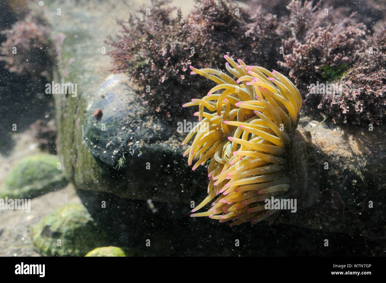 Snakelocks Anemone (Anemonia viridis) Filter Fütterung in einem rockpool. Rhossili, die Halbinsel Gower, Juli. Stockfoto