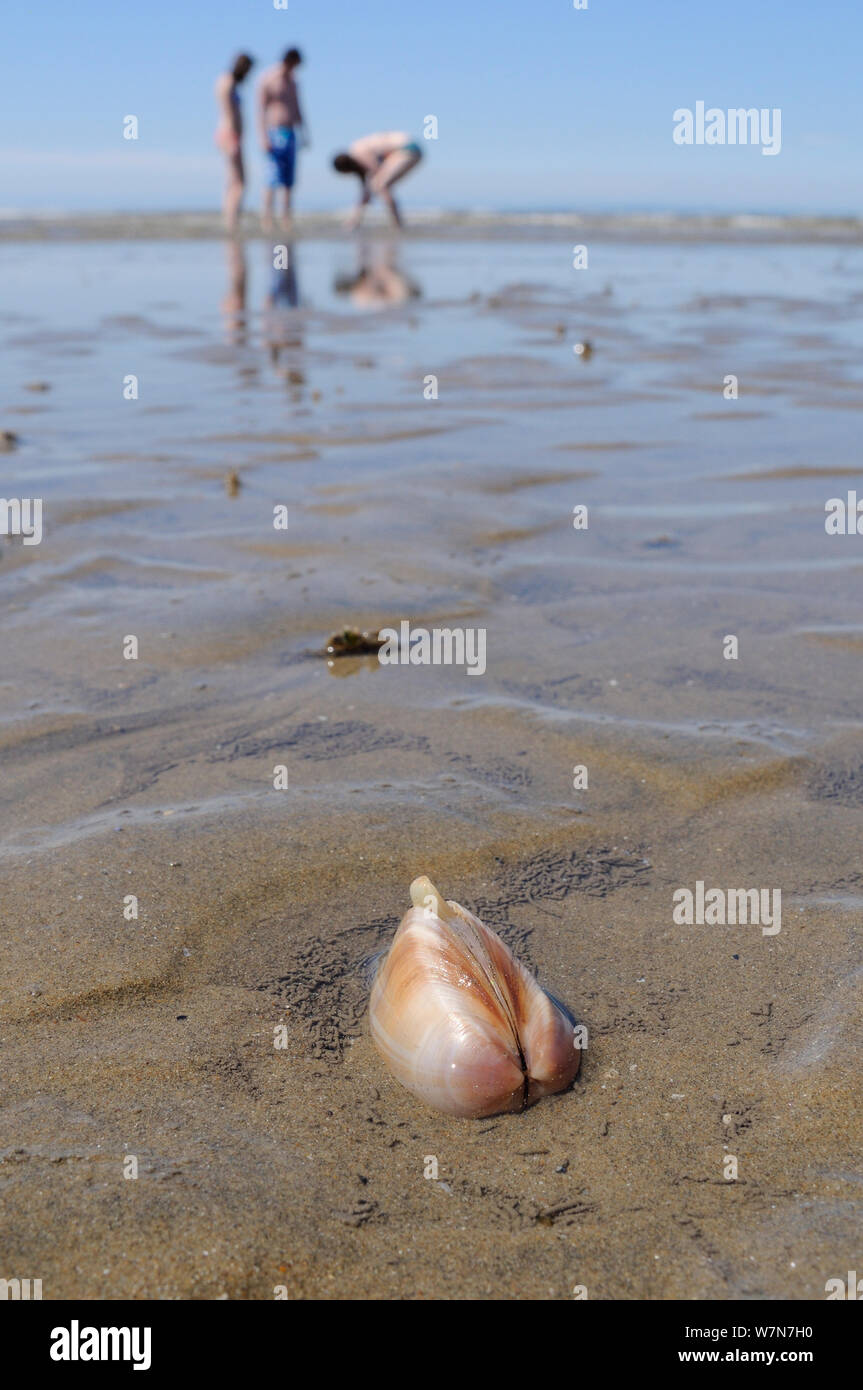 Weitwinkelansicht geröntgt trough Shell (Mactra stultorum), zum Teil in Sand auf einem niedrigen Spring Tide ausgesetzt begraben, um mit den Menschen in das Meer im Hintergrund. Rhossili, die Halbinsel Gower, Wales, Großbritannien, Juli. Stockfoto