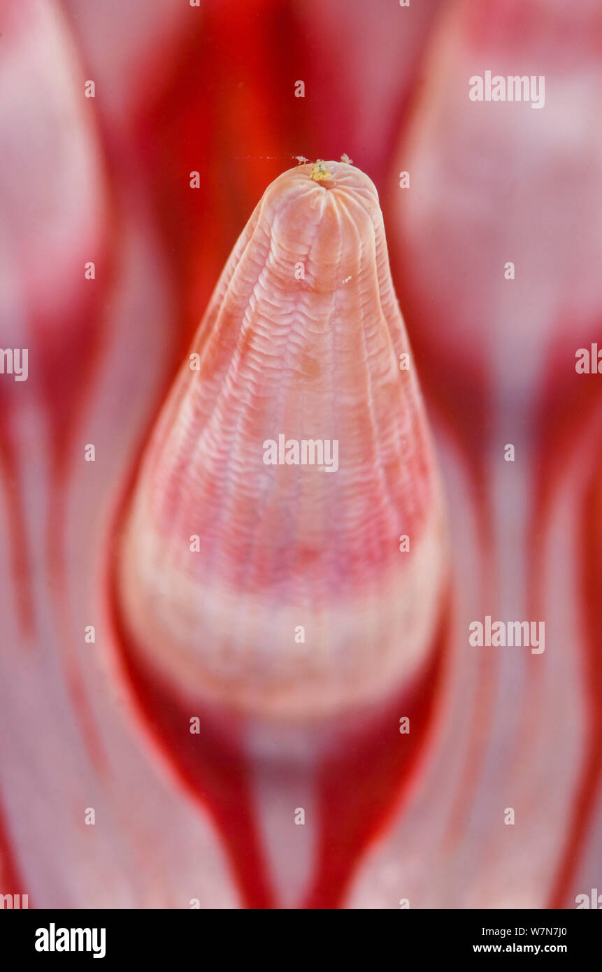 Detail der Tentakel einer Dahlie Anemone (Urticina Felina), Loch Carron, Ross und Cromarty, Schottland, UK, April Stockfoto