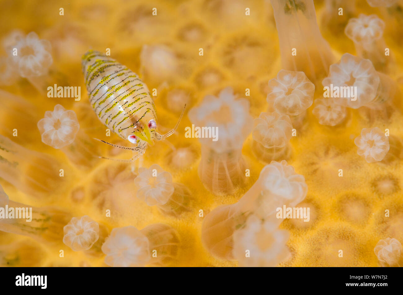 (Amphipod Iphimedia Obesa) oben auf eine Kolonie von Deadman's Finger (Alcyonium Digitatum) Coral, Loch Carron, Ross und Cromarty, Schottland, UK, April. Wussten Sie schon? Obwohl Korallenriffe als tropische gedacht sind, gibt es auch Kaltwasserkorallen. Stockfoto