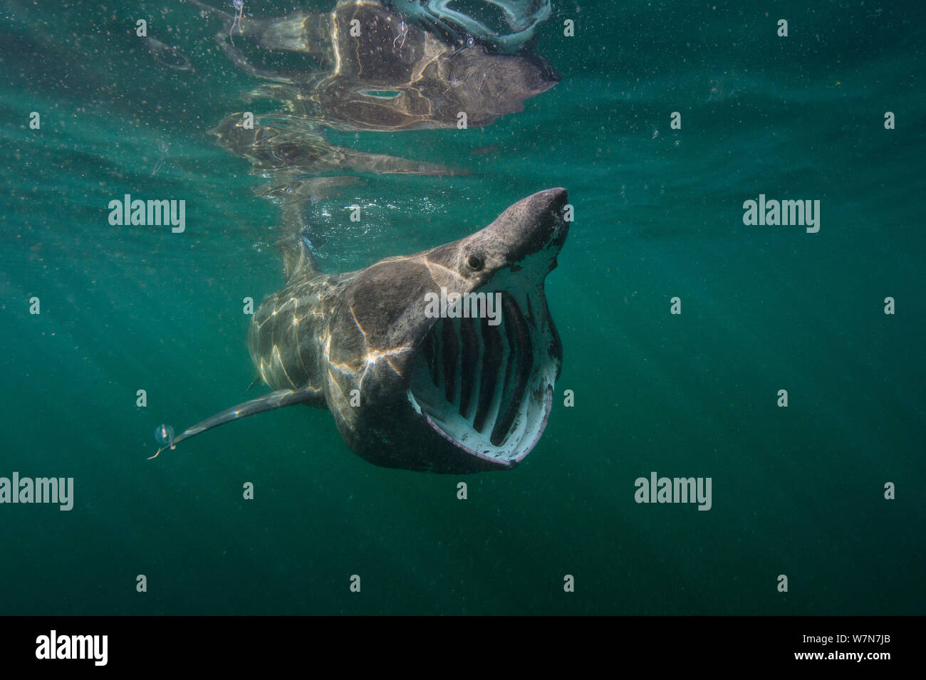Riesenhaie (Cetorhinus maximus) Filter Fütterung in Plankton reichen Gewässern rund um die Insel von Coll, Inneren Hebriden, Schottland, Juni. Stockfoto